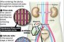    Първият бионичен бъбрек ще замени диализата до 2 години