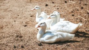 Огнище на птичи грип в горнооряховска ферма за патици