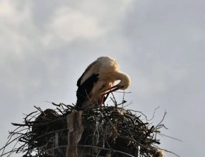 "овдовял" щъркел в Хасковско 