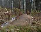 Застреляха благороден елен, докато яде в хранилка